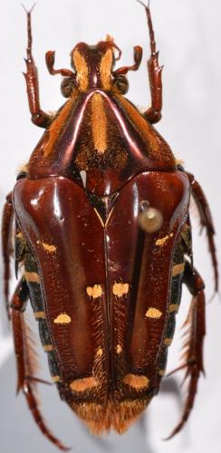 Coilodera diardi